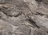 Столешница Скиф Паладина коричневая 261 M 38x600x410