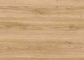 1182_Dub_pesochny_Stoleshnica