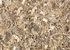 Столешница Кедр Desert springs 4904 K-52 38x1200x1500