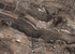Скинали Juan Мрамор коричневый 5163 P 10x600x3050